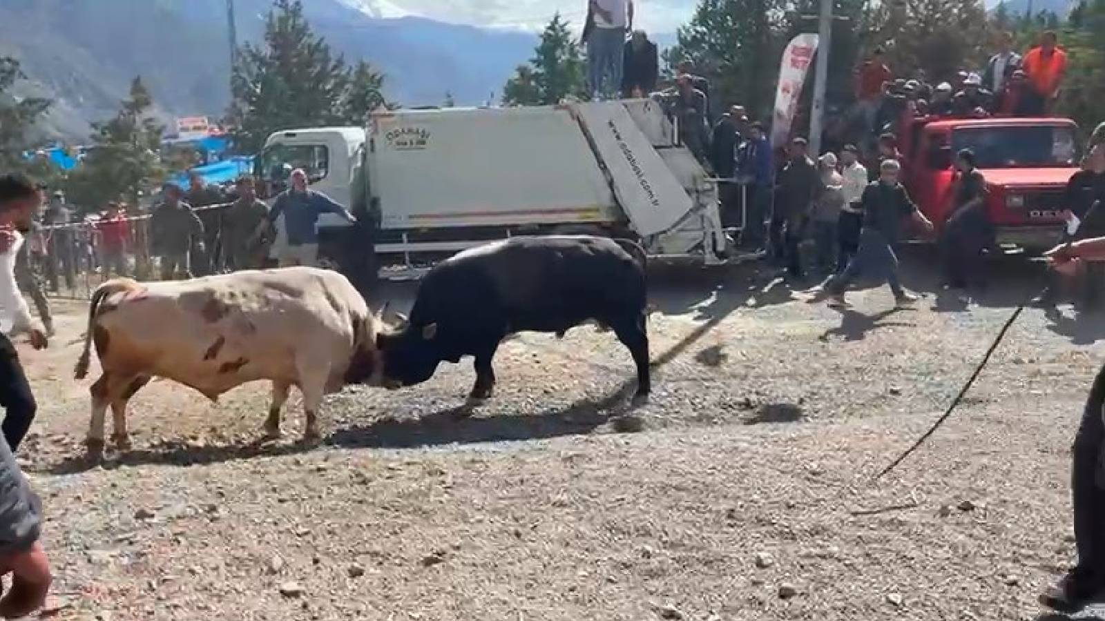 Boğa Güreşleri İzleyicileri Tedirgin Etti: Arena Dışına Taşan Mücadele